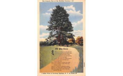 Iroquios Pine at the Petrified Gardens Saratoga Springs, New York Postcard