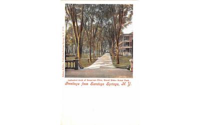 Cathedral Arch of American Elms Saratoga Springs, New York Postcard