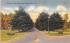Avenue of Pines Saratoga Springs, New York Postcard