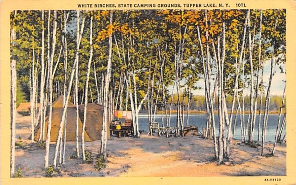 White Birches Tupper Lake, New York Postcard