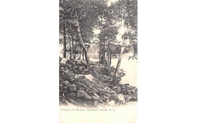 Through the Birches Thousand Islands, New York Postcard