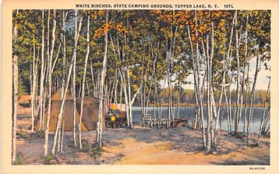White Birches Tupper Lake, New York Postcard