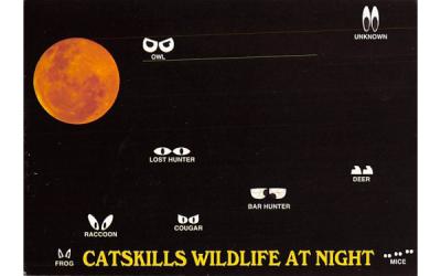 Catskills Wildlife at Night Ulster Park, New York Postcard
