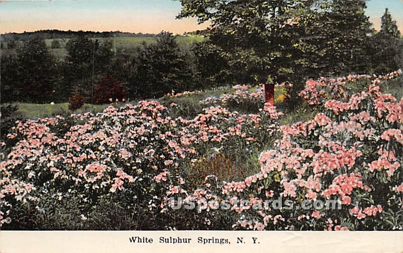 Flowers - White Sulphur Springs, New York NY Postcard