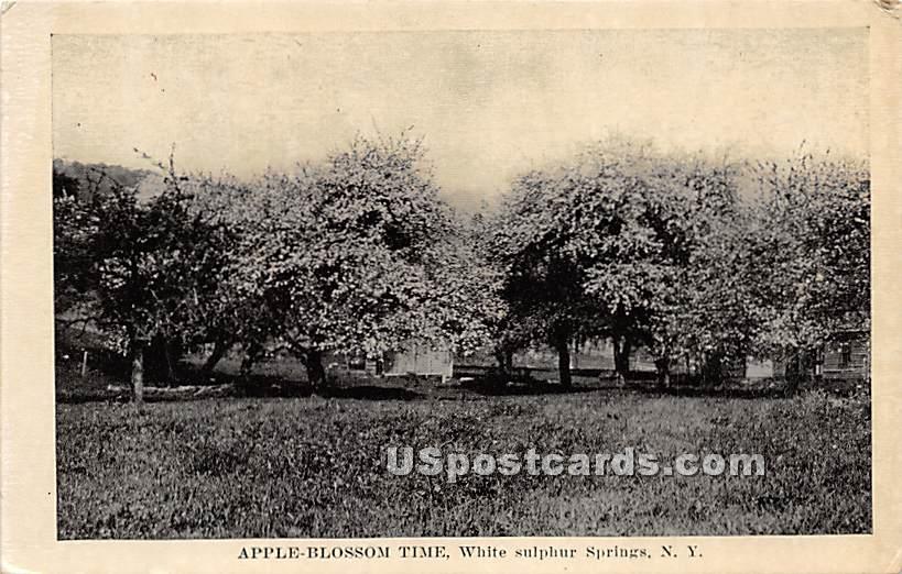 Apple Blossom Time - White Sulphur Springs, New York NY Postcard