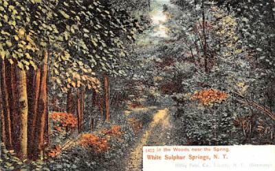 Woods near the Spring White Sulphur Springs, New York Postcard