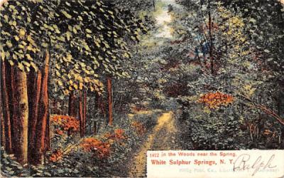 Woods near the Spring White Sulphur Springs, New York Postcard