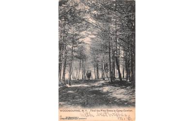 Through the Pine Grove Woodbourne, New York Postcard