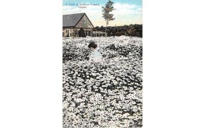 Field of Flower White Lake, New York Postcard
