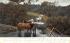 Horses and Cows White Sulphur Springs, New York Postcard