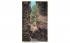 Whirlwind Gorge Watkins Glen, New York Postcard
