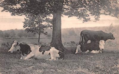 Down on the Farm Youngsville, New York Postcard