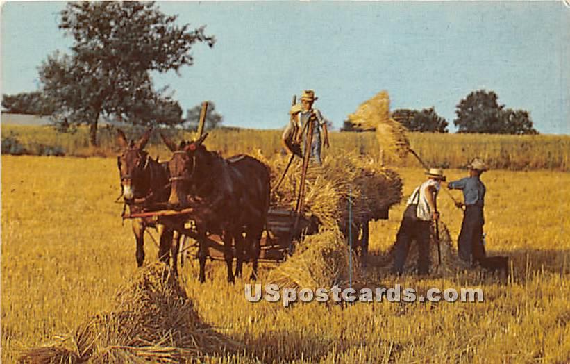 Golden Harvest Time - Amish Country, Pennsylvania PA Postcard