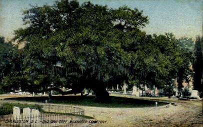 Old Oak Tree, Magnolia Cemetery - Charleston, South Carolina SC Postcard