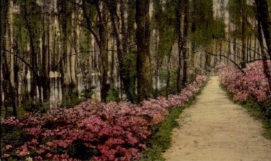 Cypress Gardens - Charleston, South Carolina SC Postcard
