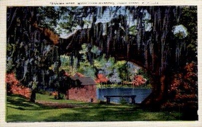 Spanish Moss, Middleton Gardens - Charleston, South Carolina SC Postcard