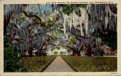 Live Oake Avenue - Georgetown, South Carolina SC Postcard