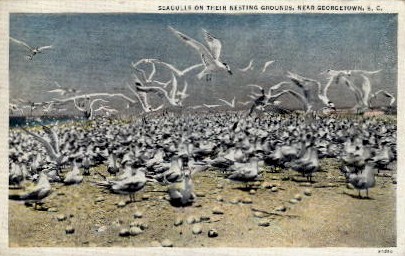 Seagulls On Their Nesting Grounds - Georgetown, South Carolina SC Postcard
