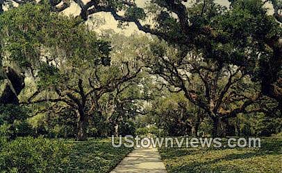 Live Oak Walk, Brookgreen Gardens - Murrells Inlet, South Carolina SC Postcard