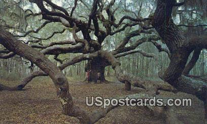 Angel Oak - Johns Island, South Carolina SC Postcard