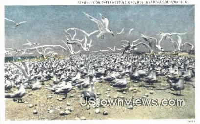 Seagulls - Georgetown, South Carolina SC Postcard