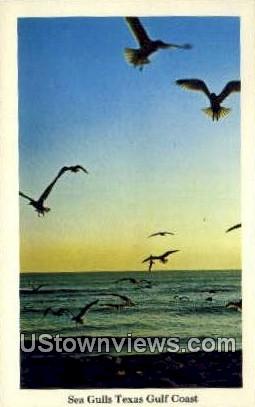 Sea Gulls - Texas Gulf Coast Postcards, Texas TX Postcard