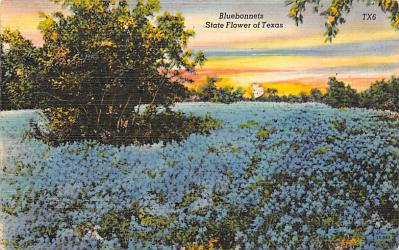 Texas State Flower TX