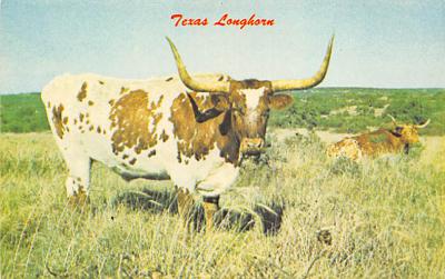 Texas Longhorn TX