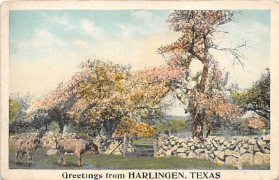 Harlingen TX