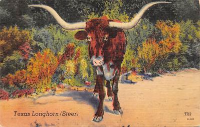 Texas Longhorn TX