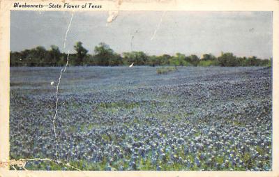 State Flower Of Texas TX