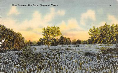 State Flower Of Texas TX