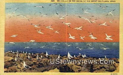 Sea Gulls - Great Salt Lake, Utah UT Postcard