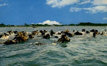 Pony Swim - Chincoteague, Virginia VA Postcard