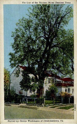 Thirteen Horse Chestnut Trees - Fredericksburg, Virginia VA Postcard