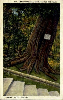 Arbor-Vitae Tree - Natural Bridge, Virginia VA Postcard