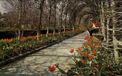 Tulips at Palace - Williamsburg, Virginia VA Postcard