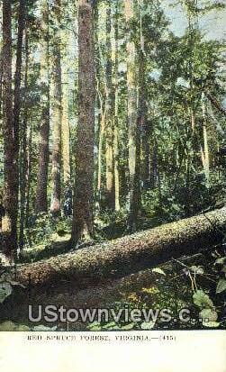 Red Spruce Forest , Virginia, VA, Postcard