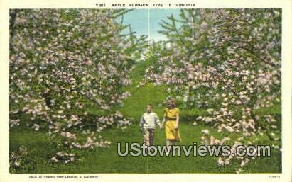 Apple Blossom Time  - Misc, Virginia VA Postcard