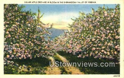 An Apple Orchard  - Shenandoah Valley, Virginia VA Postcard