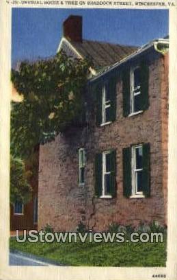 Tree On Brandock Street  - Winchester, Virginia VA Postcard