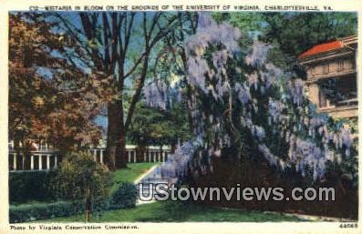 University Of Virginia  - Charlottesville Postcard
