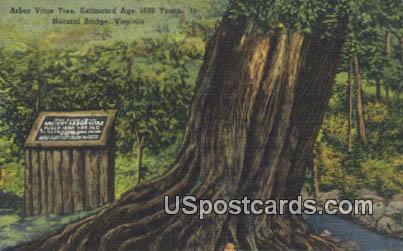 Arbor Vitae Tree - Natural Bridge, Virginia VA Postcard