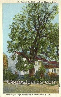 Last of the Thirteen Horse Chestnut Trees - Fredericksburg, Virginia VA Postcard