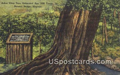 Arbor Vitae Tree - Natural Bridge, Virginia VA Postcard