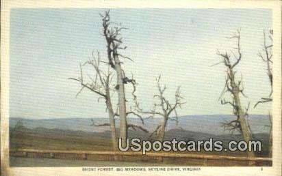 Ghost Forest, Big Meadows - Skyline Drive, Virginia VA Postcard