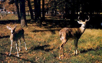 Vermont's Native Deer - Bennington Postcard