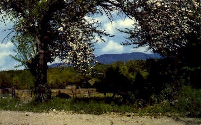Apple Blossom - Middlebury, Vermont VT Postcard