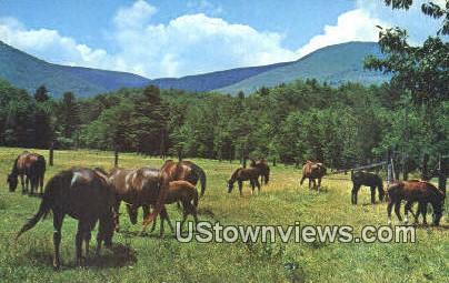 Morgan's at Bald Mountain Farm - Arlington, Vermont VT Postcard