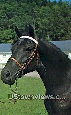 Orcland Bold Fox, Morgan Black Stallion - Randolph, Vermont VT Postcard